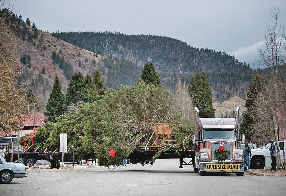 Carson National Forest spruce cut for nation’s Christmas tree